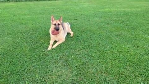 Baby Crow Arguing With The German Shepherd Dog