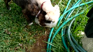 Puppy plays in water