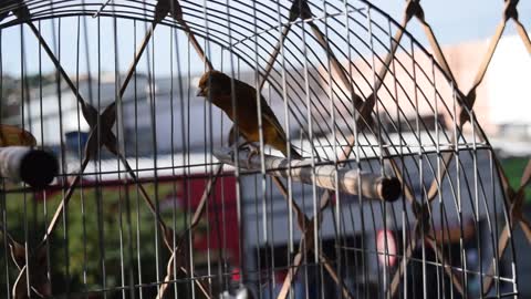 birds in captivity😭.