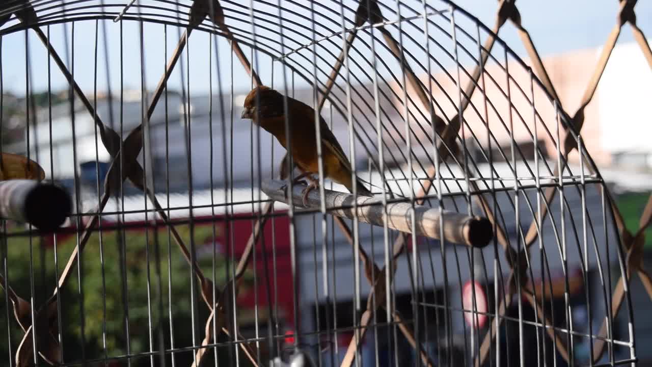 birds in captivity😭.