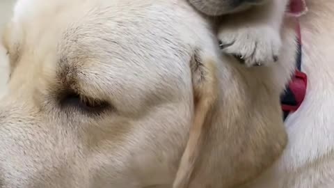 Puppy Expert Shares Daily Adventures for MAXIMUM JOY