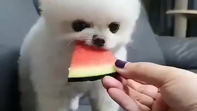 Cute puppy vs watermelon