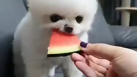 Cute puppy vs watermelon