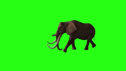 Elephant walking on green background