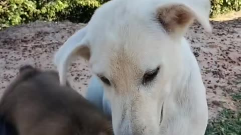 Dog and monkey friendship.
