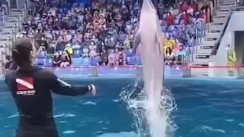 Wow shorts a dolfin fish very nice.