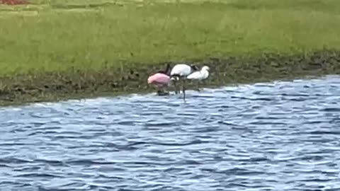 Stork & Spoonbill