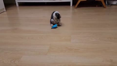 A cute cat is playing with a charming rabbit.