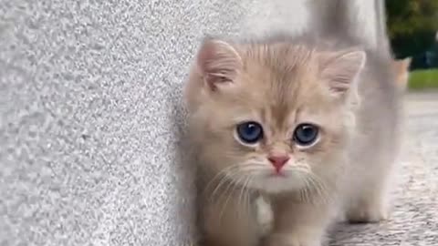 The Charm of Cute Cats 🐱💖