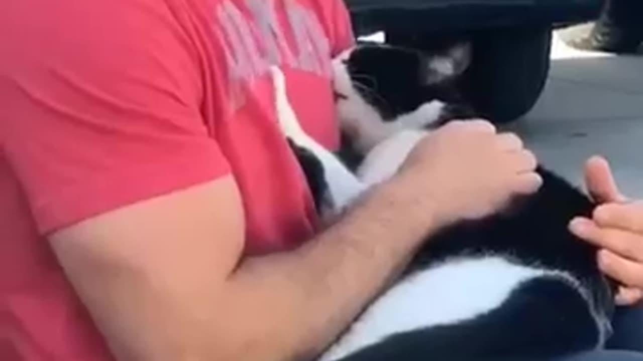 Funny cats