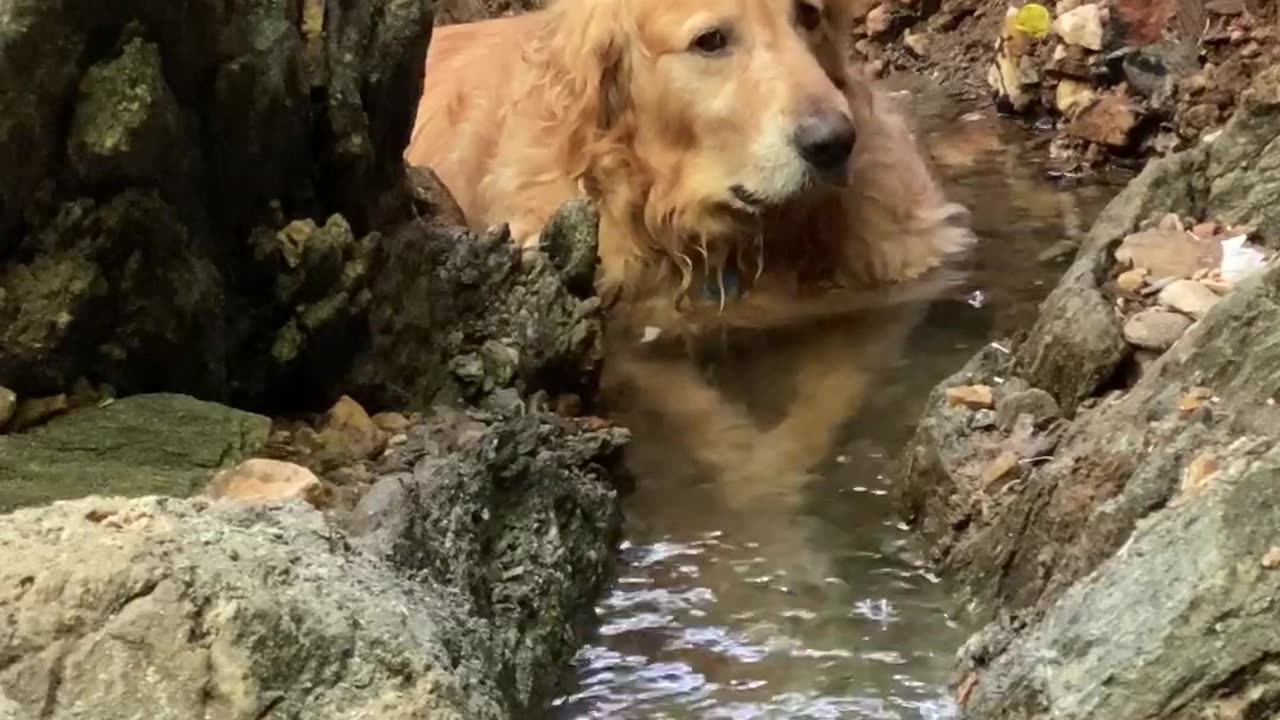 Golden Retriever Vibes In Stream