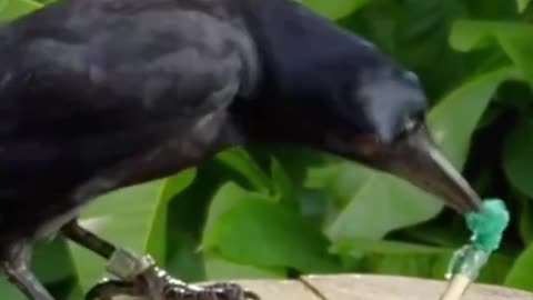 Clever crow