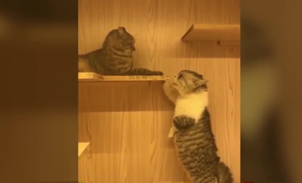 Cats can speak English better than human