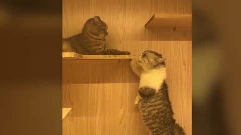 Cats can speak English better than human