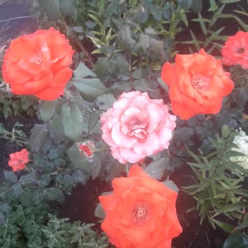 Why do roses have two colors?