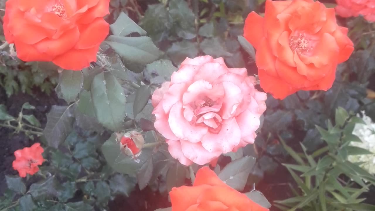 Why do roses have two colors?