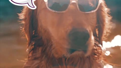 Dog with glasses