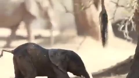 The first step is often the hardest #shorts #shortvideo #video #virals #videoviral