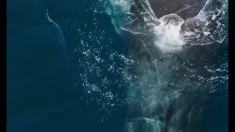 Whale blows a PERFECT HEART 💙