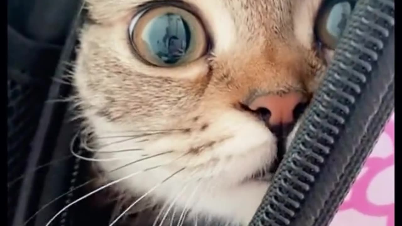 Funniest Cats 🐱 | Funny Animal Videos