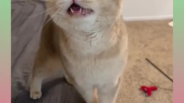 Cute and Smart Cat Video Compilation