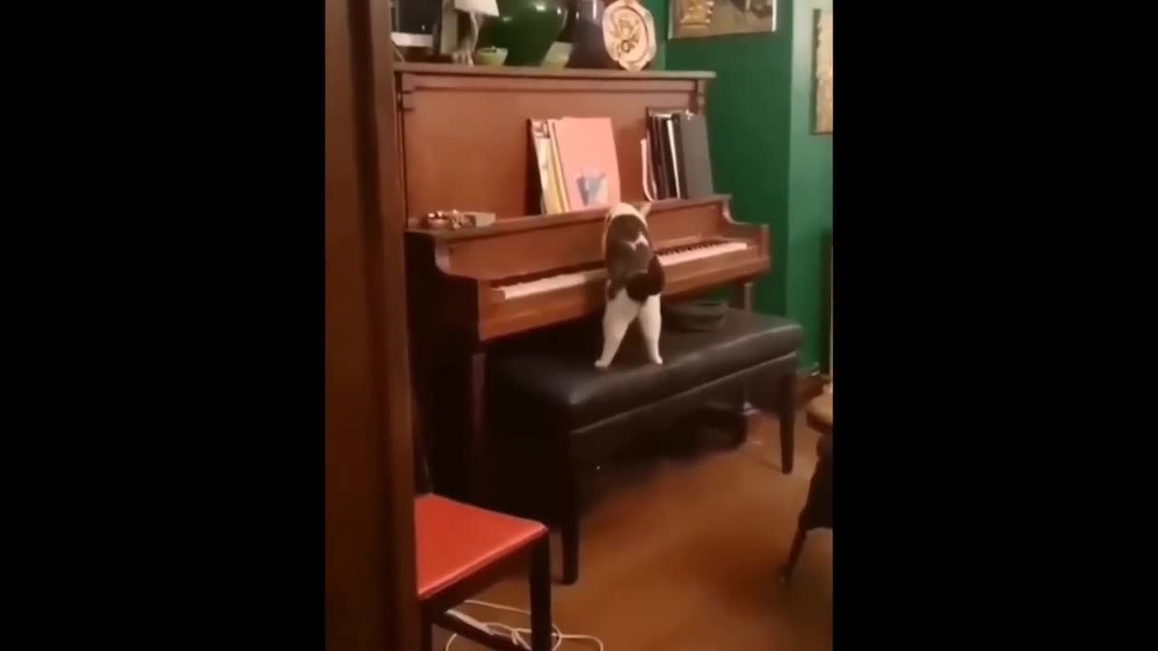 Beautiful and talented kitten pianist, kkk