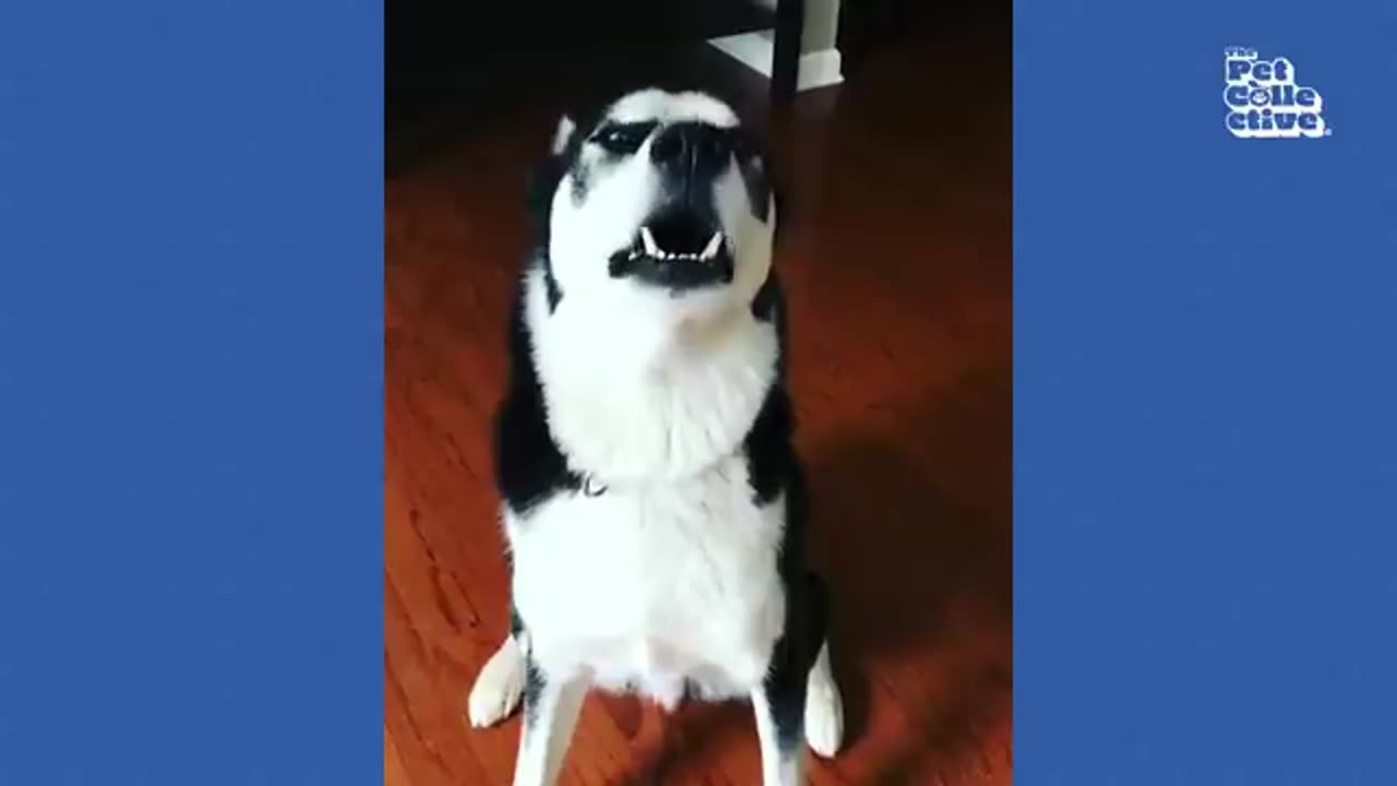 HILARIOUS Bird Makes Jokes! 😂 _ Funniest Pets, Cats & Dogs