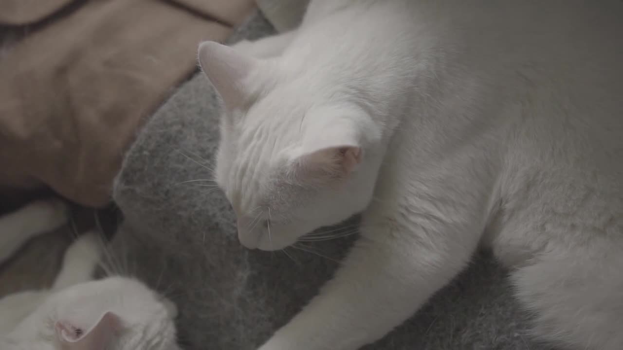 cute white cat sleeping like angels