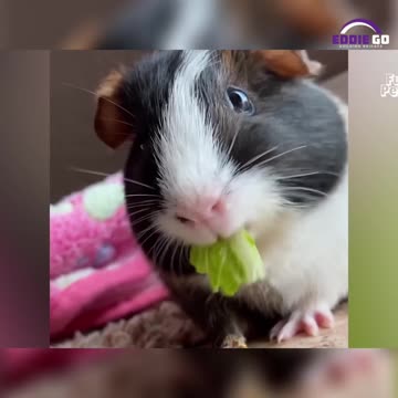 Adorable Moments 🐱❤️ You Can't Miss with Our Pets! 🐹