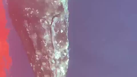 Humpback whale