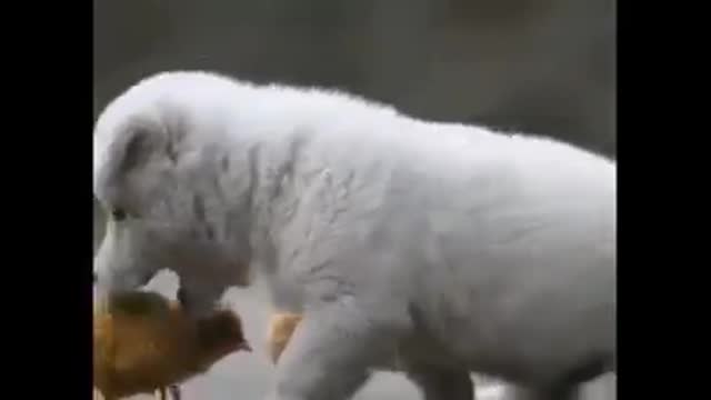 Cutest dpgs and puppies in the world 4