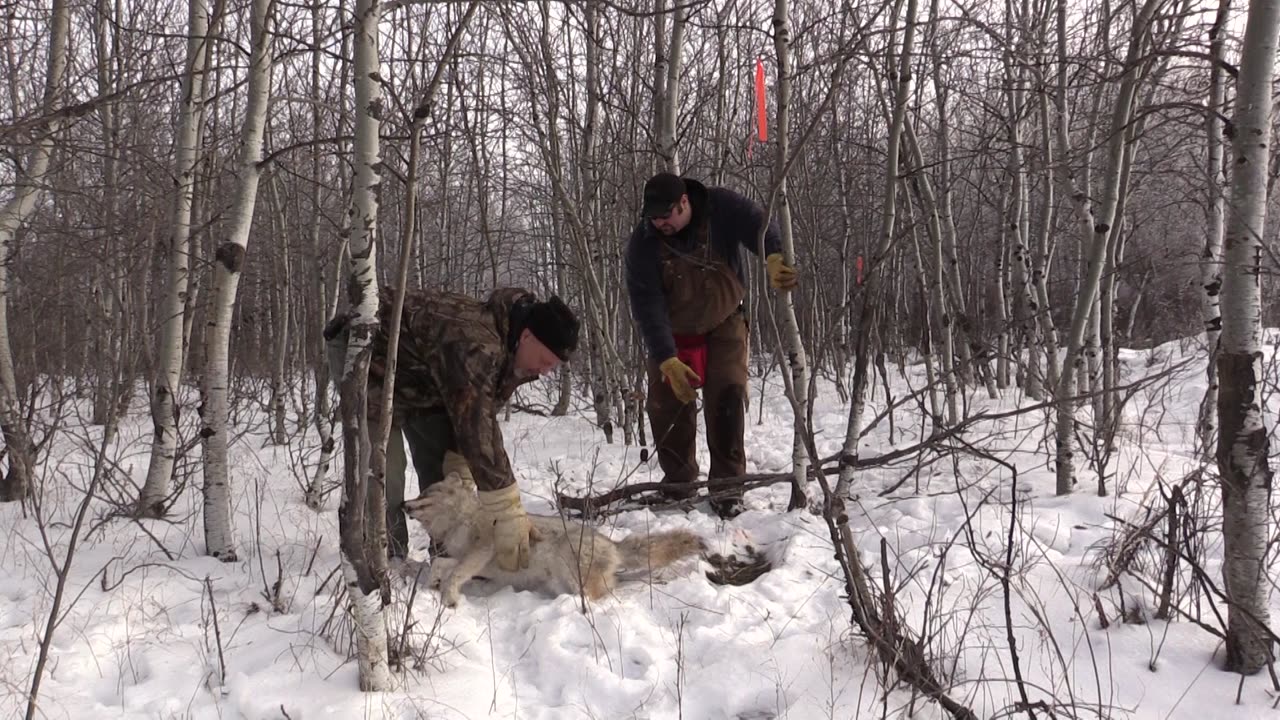 Trapping Inc Season 2 Episode 7 Saskatchewan Coyotes!