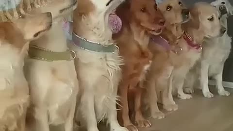 A group of dogs are waiting for their owners to feed them