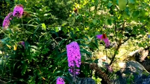 Relaxing Music | Sleeping, Meditation, Stress Relief | [1649] ⭐️