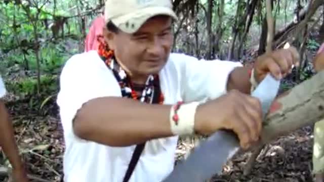 Sangre de Drago (Croton lechleri) Amazon Herbs Indigenous Shaman use for the stomach. (en espanol)