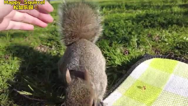 cute little squirrel