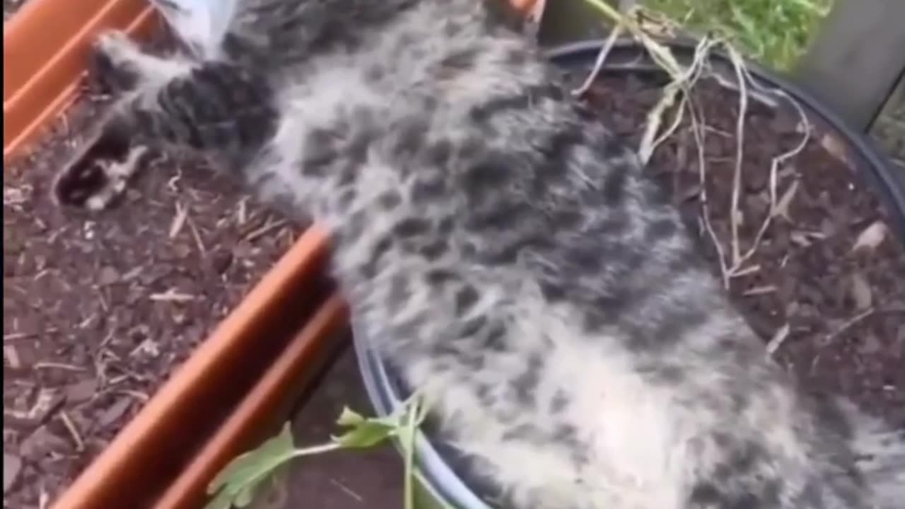 Cat funny videos 🤣🤣🤣🤣🤣