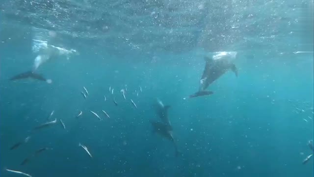 Dolphin under water