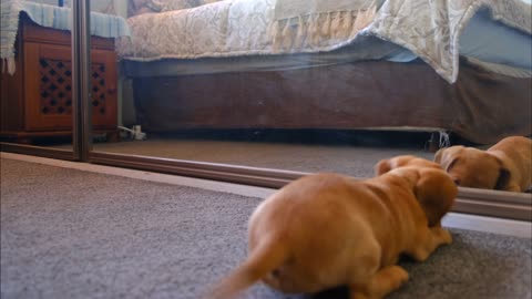 a nice dog who sees himself in the mirror