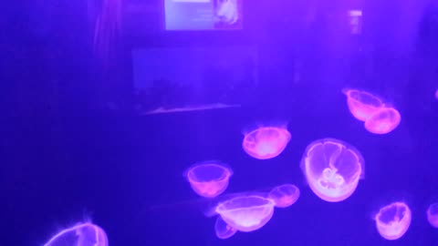 Attractive jellyfish