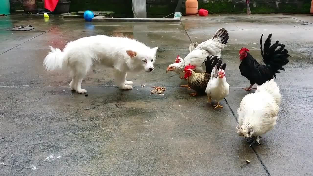 Funny dogs & Chickens Having Fun