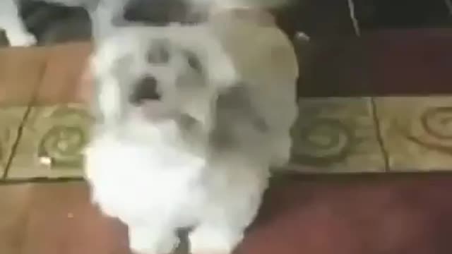 dog has fun and beautiful voice