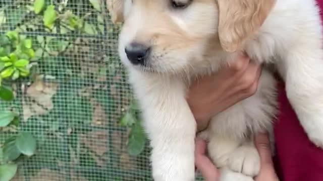 Puppy attack