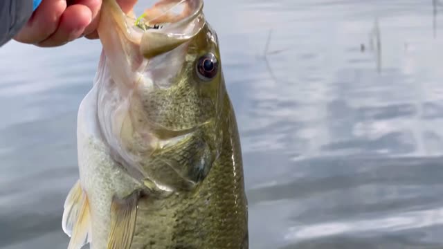 Fly Fishing Bass in Montana