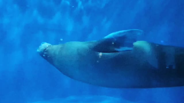 An elegant swim of walrus