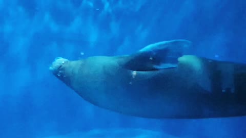 An elegant swim of walrus