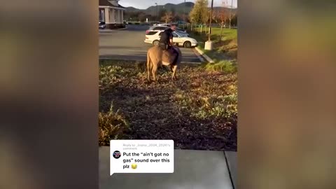 Funny Animal vidio