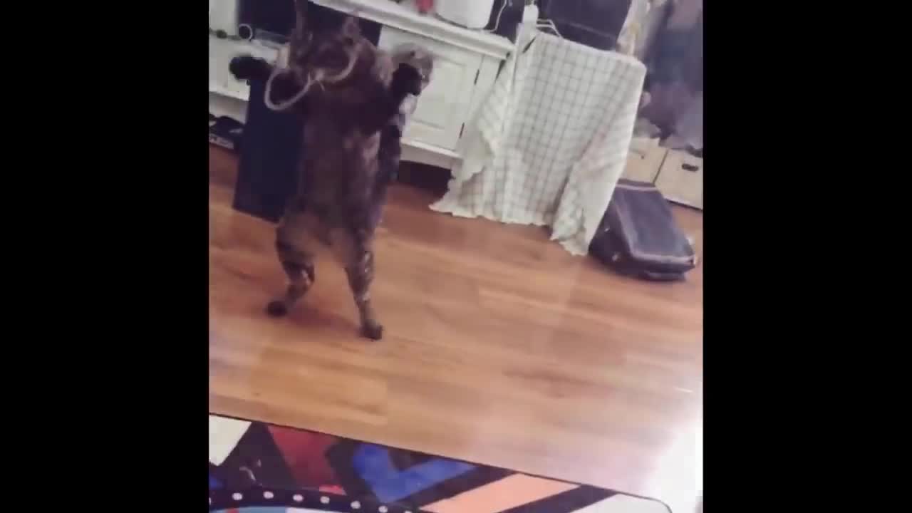 Best funny video of pet