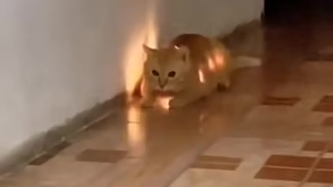 Electro Cat