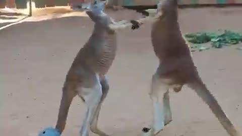 Zander and Tasman are having a MMA training session! (Marsupial Martial Arts) 🦘🥊🦘